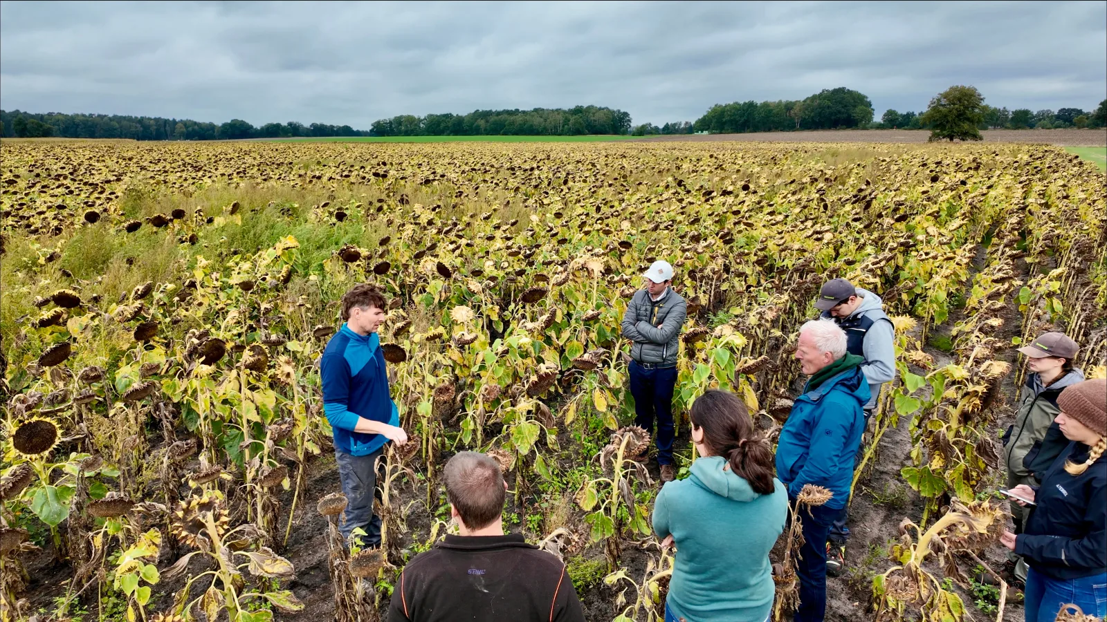 German farmer presenting soya and sunflowers in a field